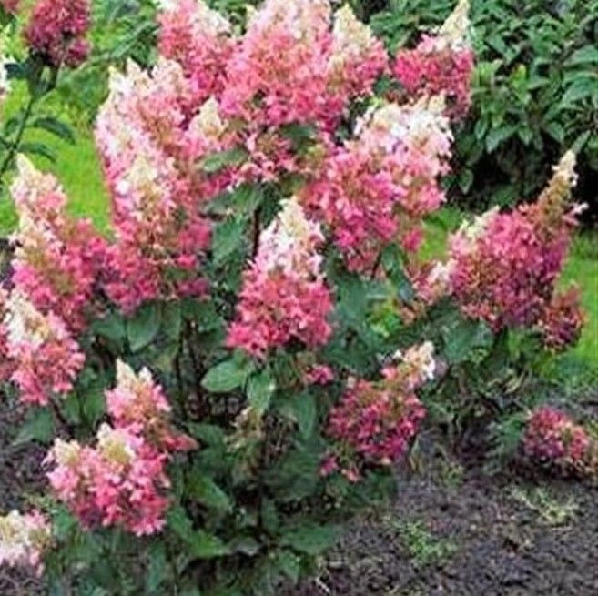 Hydrangea - Pinky Winky Strong Bushy Plants ready for planting Out . Large white cone like flowers for months that turn pink in autumn. Winter hardy and tough