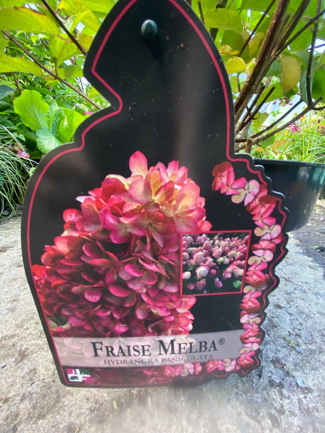 Hydrangea 'Strawberry Melba' #add EXTRA LARGE SIZE Hydrangea “Strawberry Melba “ flowers non stop from July until end of September . Flowers enormous white cone shaped flowers turn red with age