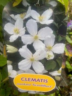 Clematis Montana Grandiflora fast growing climber for wall fence or arch 