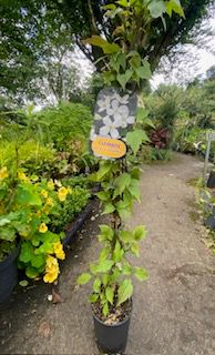 Clematis Montana Grandiflora fast growing climber for wall fence or arch 