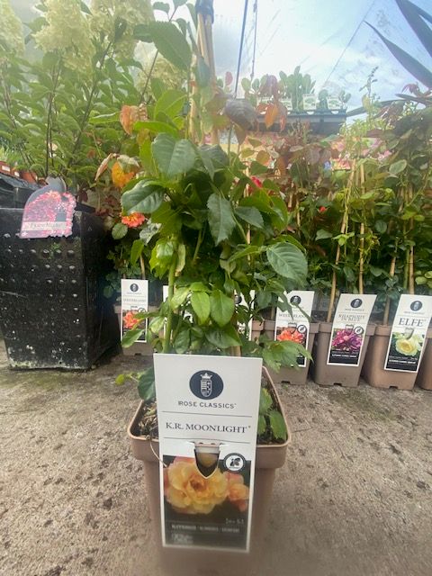 K.R Moonlight Climbing Rose