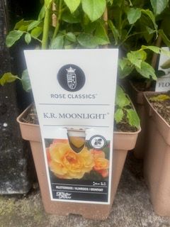 K.R Moonlight Climbing Rose