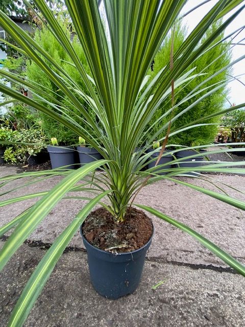 Cordyline jive