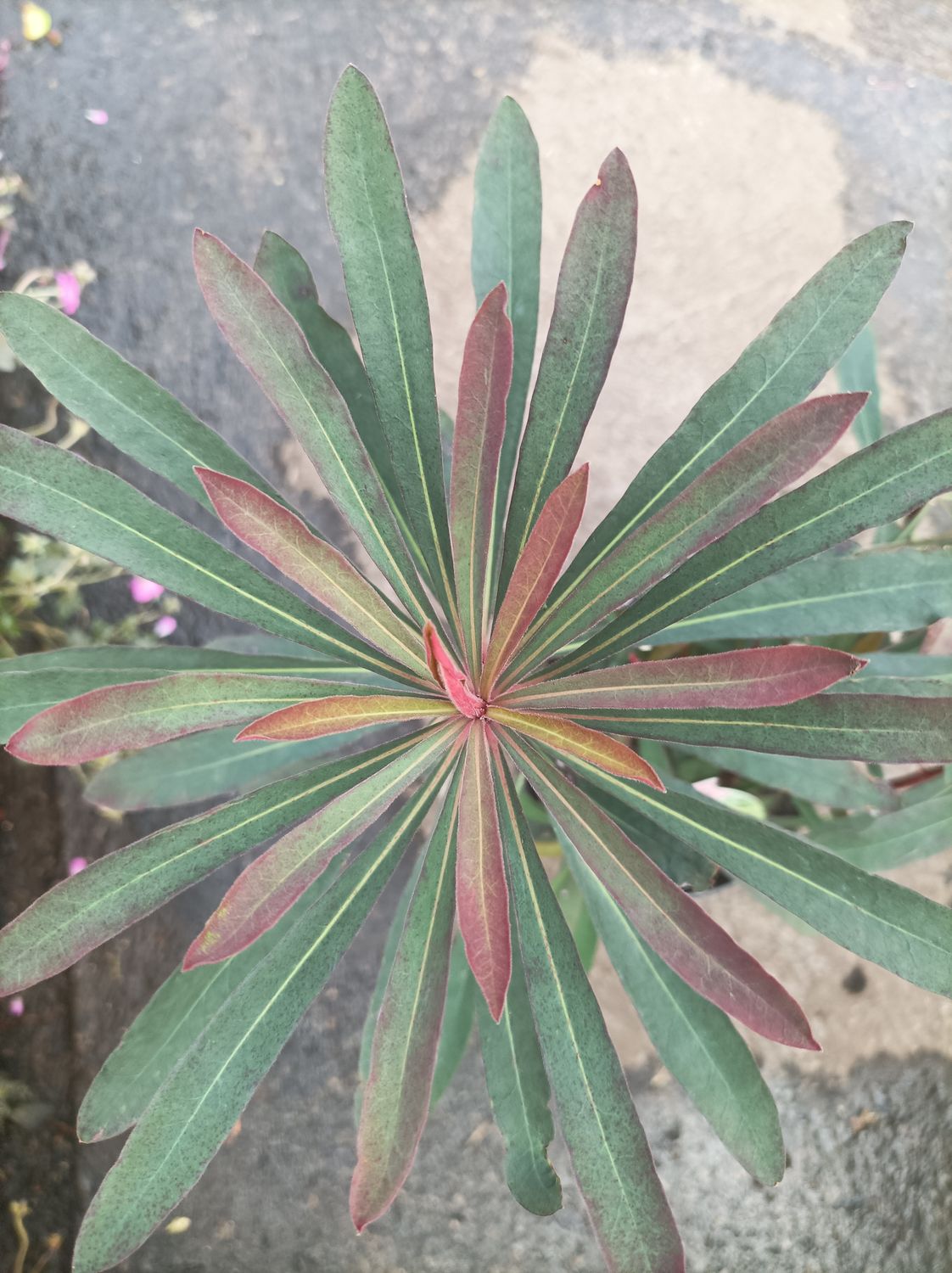 Euphorbia - Miner&#39;s Merlot