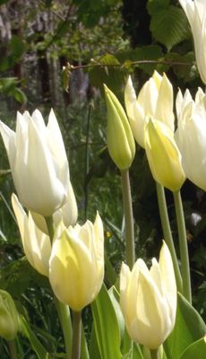 10 Lily Flowering Tulip White Triumphator