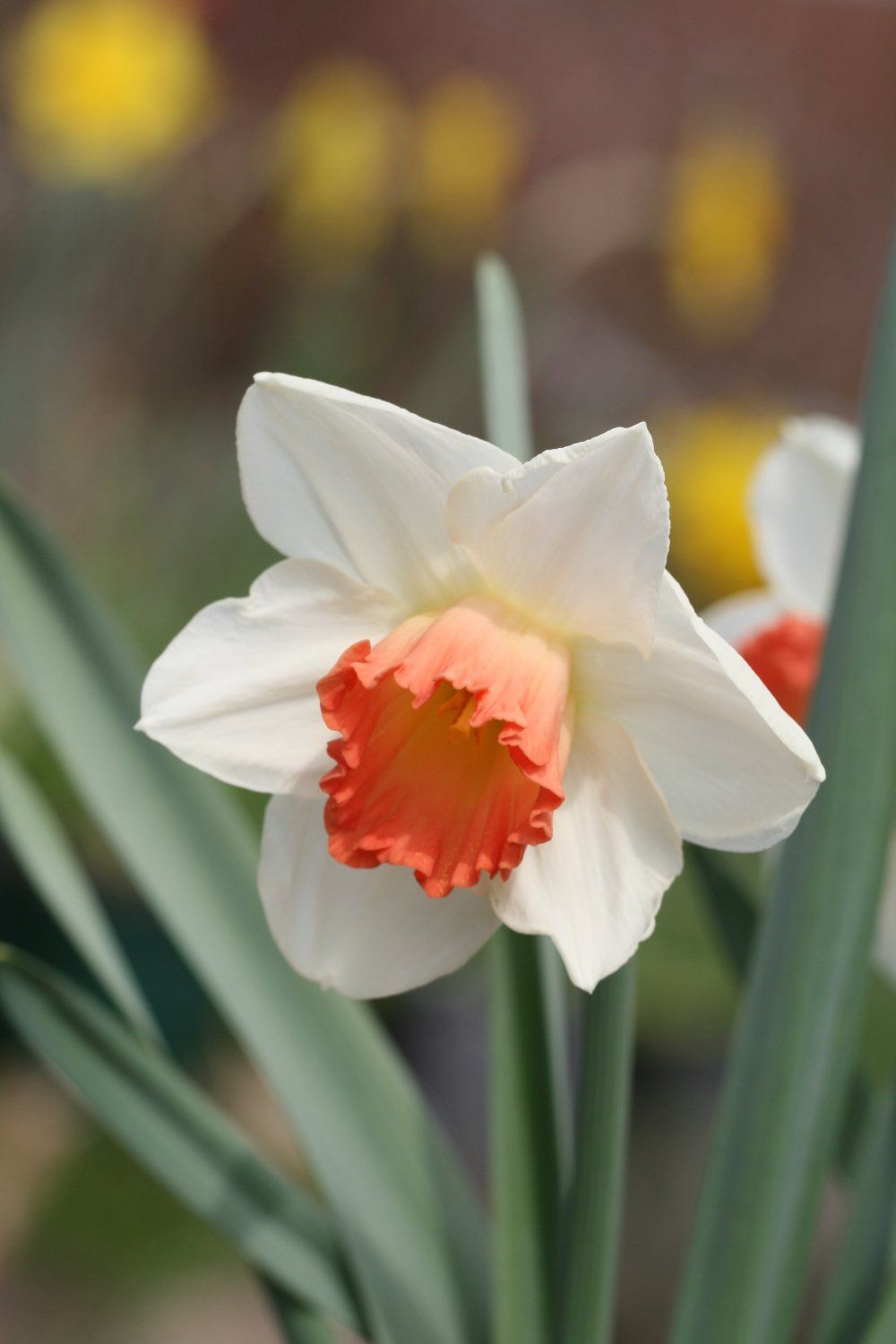 10 DAFFODIL Narcissus Pink Charm