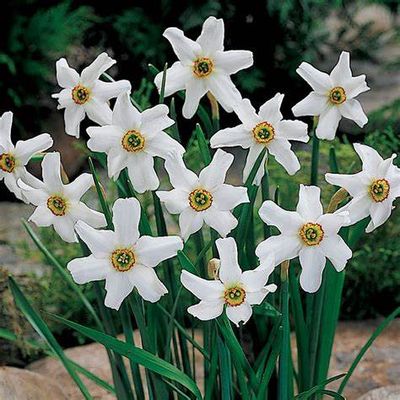 10 Daffodil Narcissus recurvus &#39;Pheasant&#39;s Eye&#39;