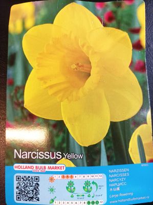 50 Daffodil Large Flowering &#39;King Alfred&#39;