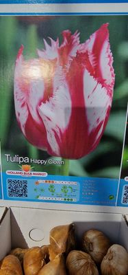 5 Tulips - Happy Clown