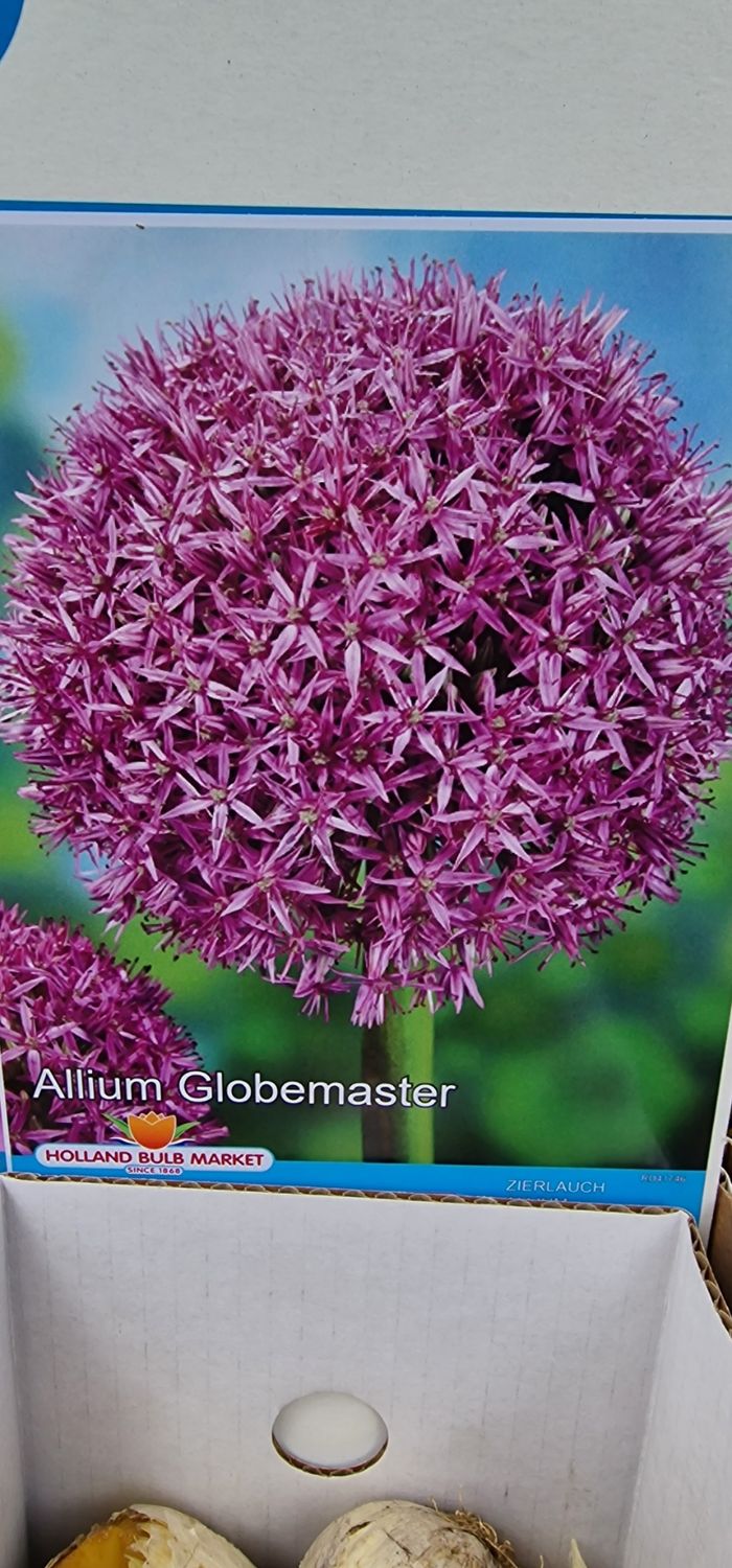Allium - Globemaster