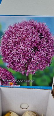 Allium - Globemaster