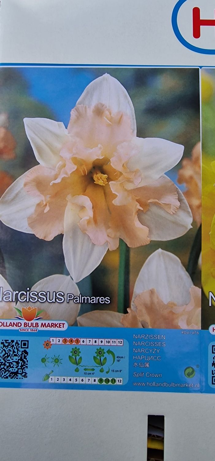 5 Butterfly Daffodils - Palmares