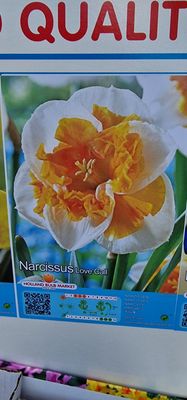 5 Butterfly Daffodils - Love Call