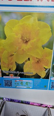 5 Butterfly Daffodils - Yellow Parrot