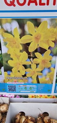 10 Mini Daffodil- Diego