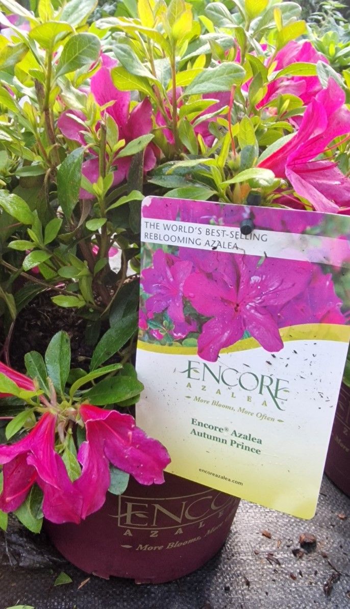 Azalea encore Autumn Prince Dwarf evergreen shrub; flowers in spring and autumn. Perfect in pots, beds or rockeries.