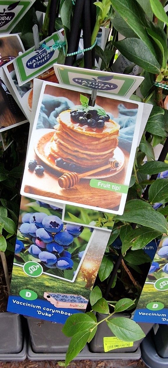 Blueberry - DUKE Heavy crops of tasty large Blueberries . Good in pots or open ground .Extra large strong bushy ready for planting
