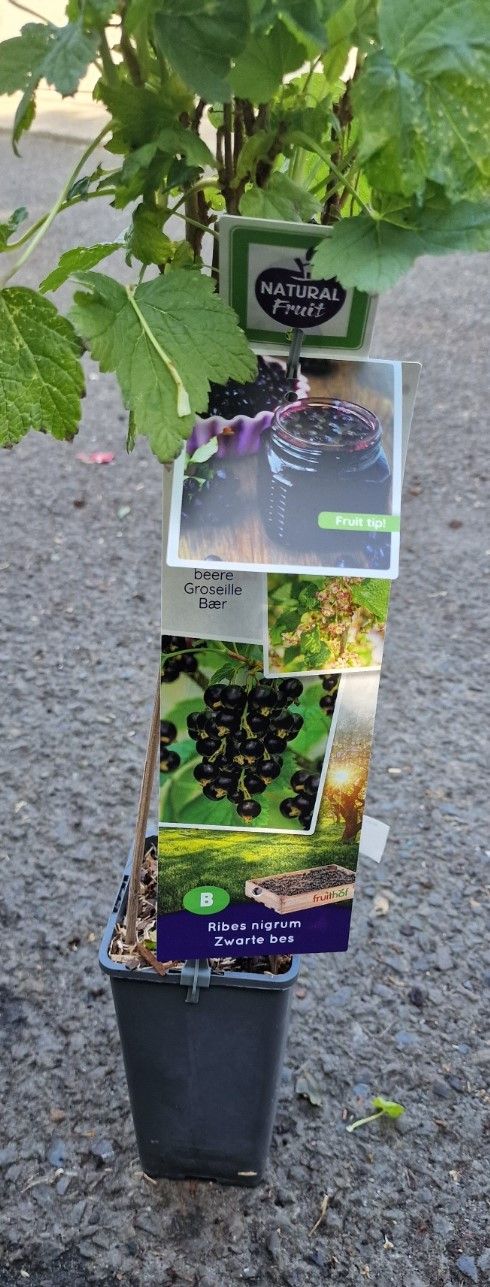 BLACKCURRANT- &#39;&#39;Black Esp”
