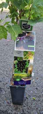 BLACKCURRANT- &#39;&#39;Black Esp”