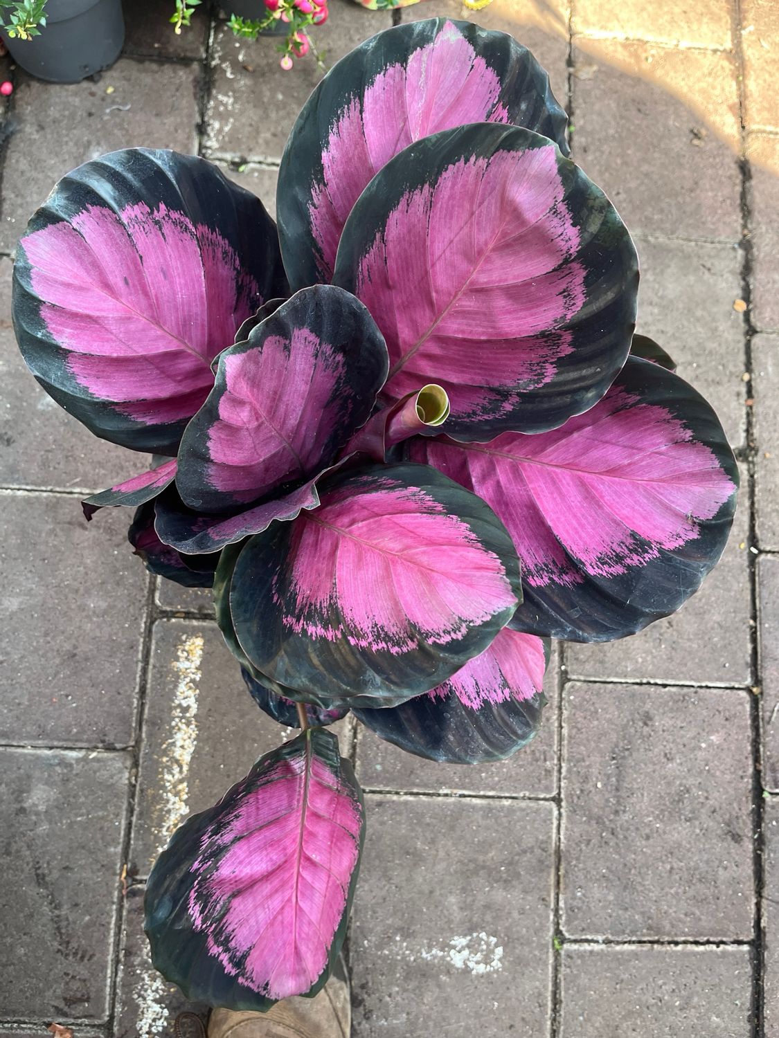 Crimson Calathea ,Red Calathea Rosea indoor plant for a position our of full sun !