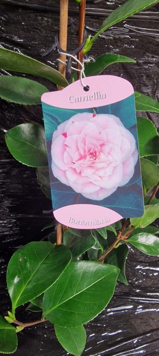 Camellia &#39;Bonomiana A stunning Camellia laden with double pink flowers with a hint of cream in spring. Perfect in pots or beds in a position sheltered from early morning sun . Winter hardy and everg