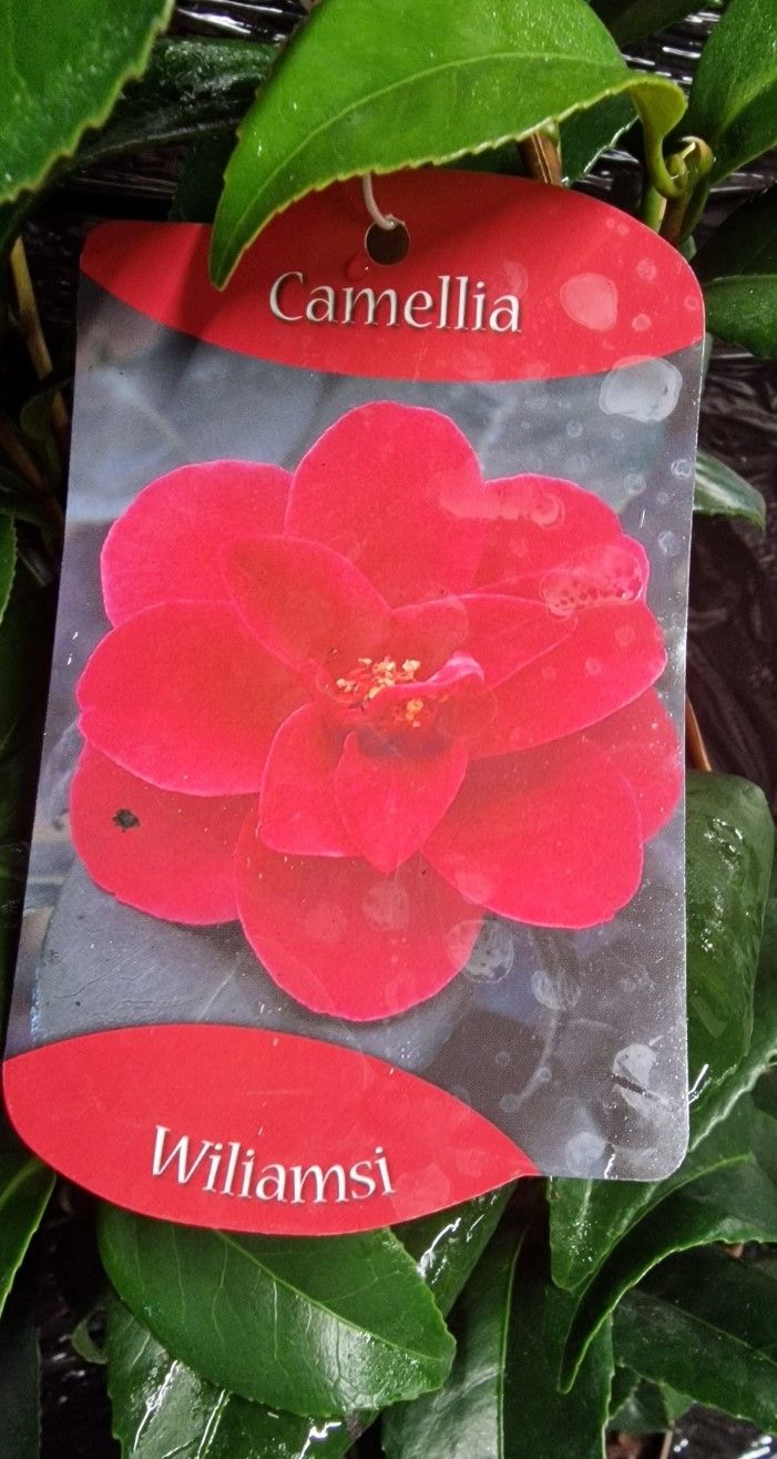 Camellia &#39;Wiliamsi&#39;