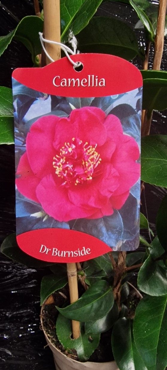 Camellia &#39;Dr. Burnside&#39;