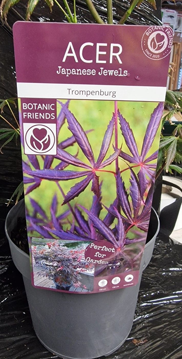 Acer - Japanese Maple &#39;Trompenburg&#39;