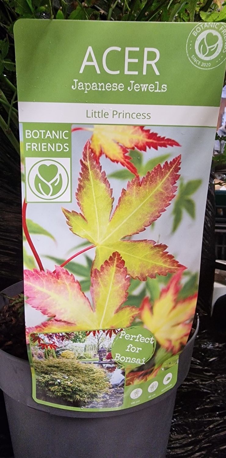Acer - Japanese Maple &#39;Little Princess&#39;