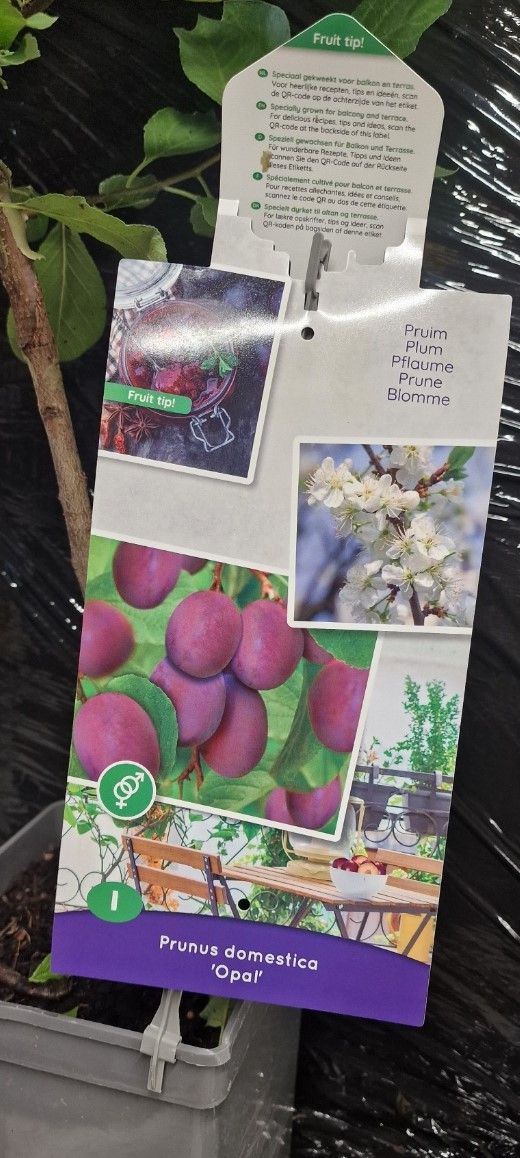 Dwarf Plum -&#39;&#39;OPAL&#39;&#39;  for pots or beds