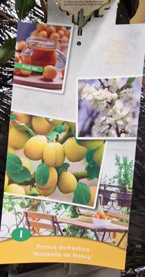 Dwarf Plum -&#39;&#39;Mirabelle de Nancy&#39;&#39;  for pots or beds