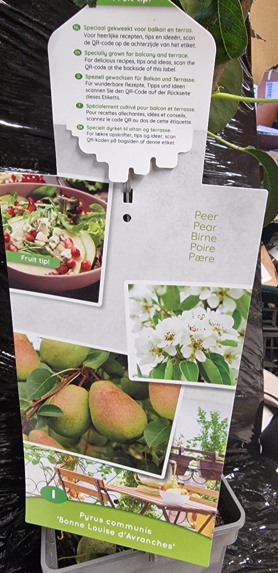 Pear &#39;&#39;Bonne Louise d&#39;Avranches&#39;&#39;&#39;