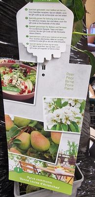 Pear &#39;&#39;Bonne Louise d&#39;Avranches&#39;&#39;&#39;