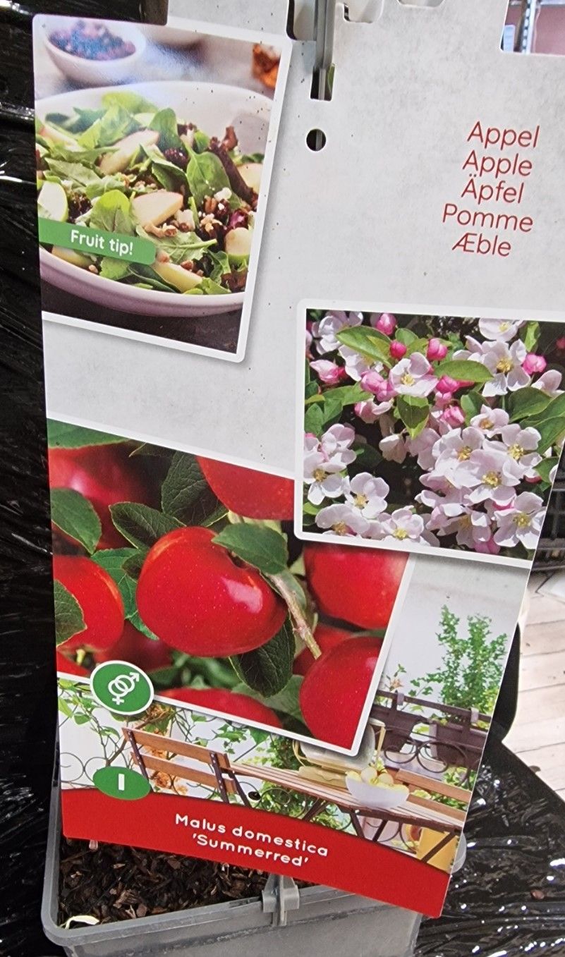 Apple - Summerred (Dwarf)