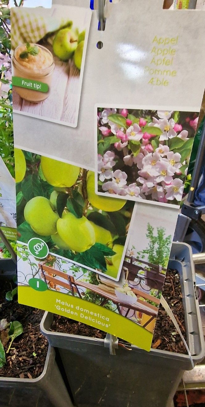 Apple - Golden Delicious (Dwarf)