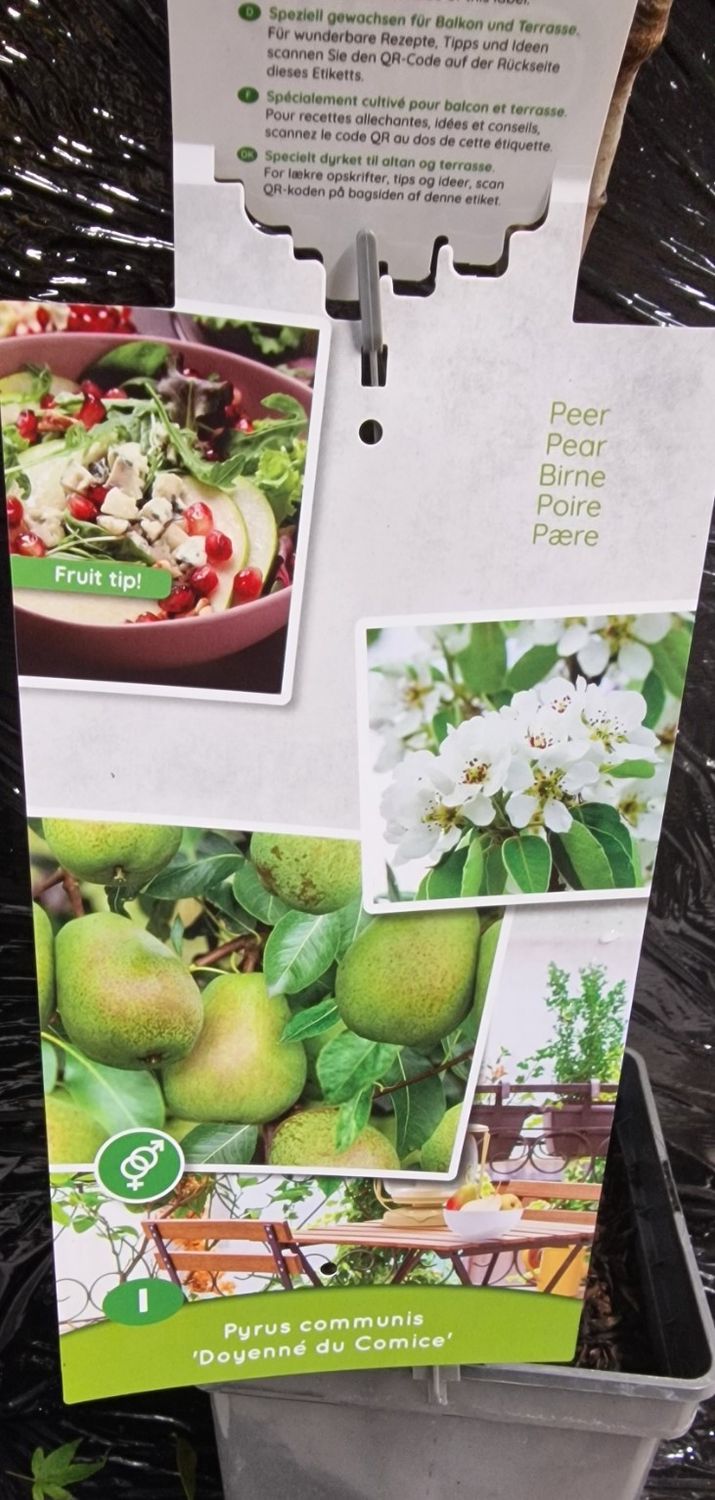 Pear &#39;&#39;Doyenne du Comice&#39;&#39;&#39;