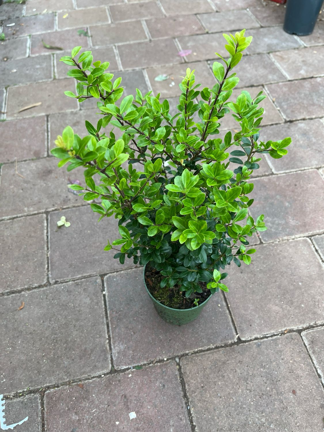 Stronger &amp; Bushier Holly Box Hedging