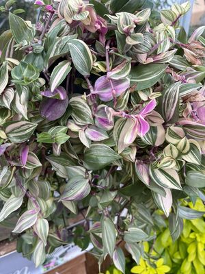 Trades quadricolor (pink) Inch Plant Tricolour