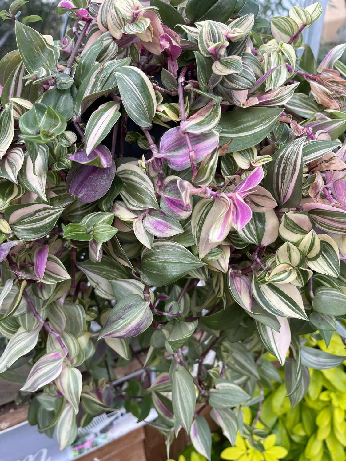 Trades quadricolor (pink) Inch Plant Tricolour