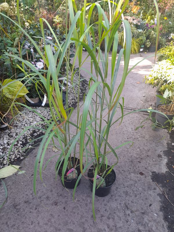 Miscanthus-''Navajo''