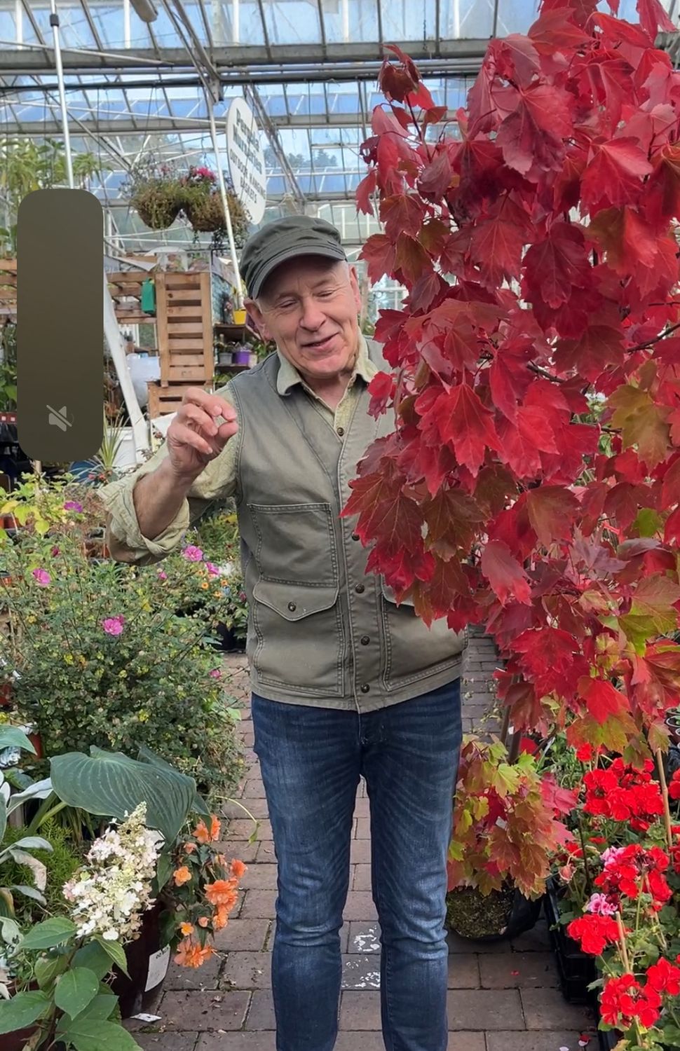 CANADIAN MAPLE 🍁 OCTOBER GLORY BONANZA is A tough Maple with green foliage in spring/summer followed by a kaleidoscope of reds and orange in autumn Strong extra large Trees pot grown