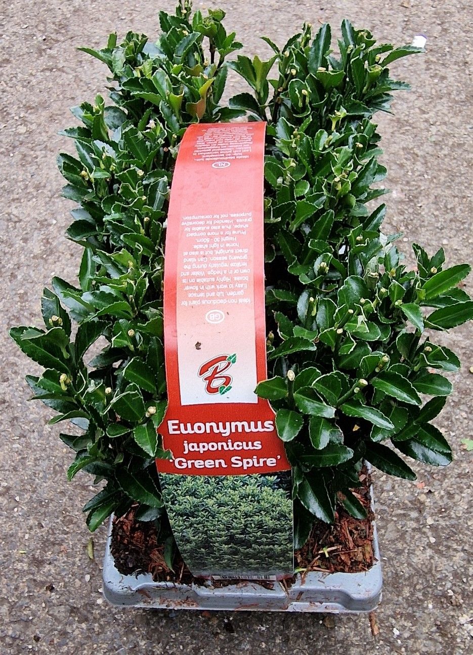 Euonymus- &#39;&#39;Green Spire&#39;&#39; 6 pack