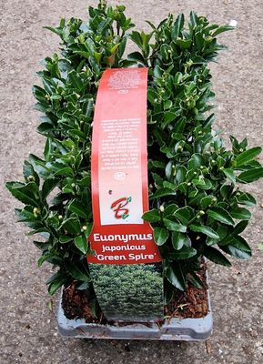 Euonymus- &#39;&#39;Green Spire&#39;&#39; 6 pack