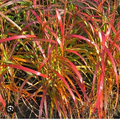 Miscanthus-&#39;&#39;Navajo&#39;&#39;