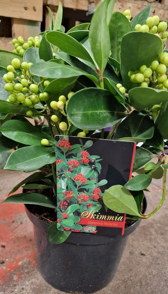 Skimmia japonica Veitchii