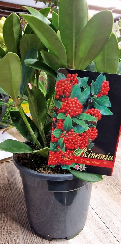 Skimmia “Temptation” &#39;Female&#39;