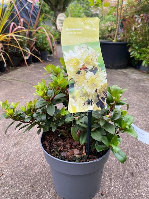 Rhododendron Princess Anne