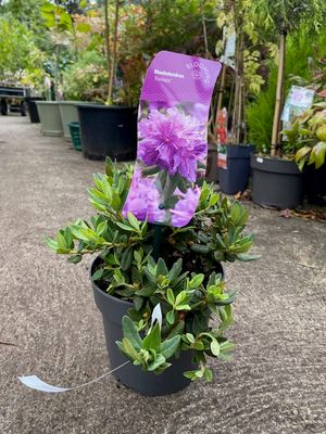 MINI RHODODENDRON RAMAPO Smothered in purple flowers in spring Planting time is from now for spring colour Good in pots or beds . Planting time is from now . MINI RHODODENDRON RAMAPO Smothered in purple flowers in spring Planting time is from now for spring colour Good in pots or beds . Planting time is from now .