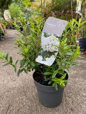 Rhododendron Arctic Fern