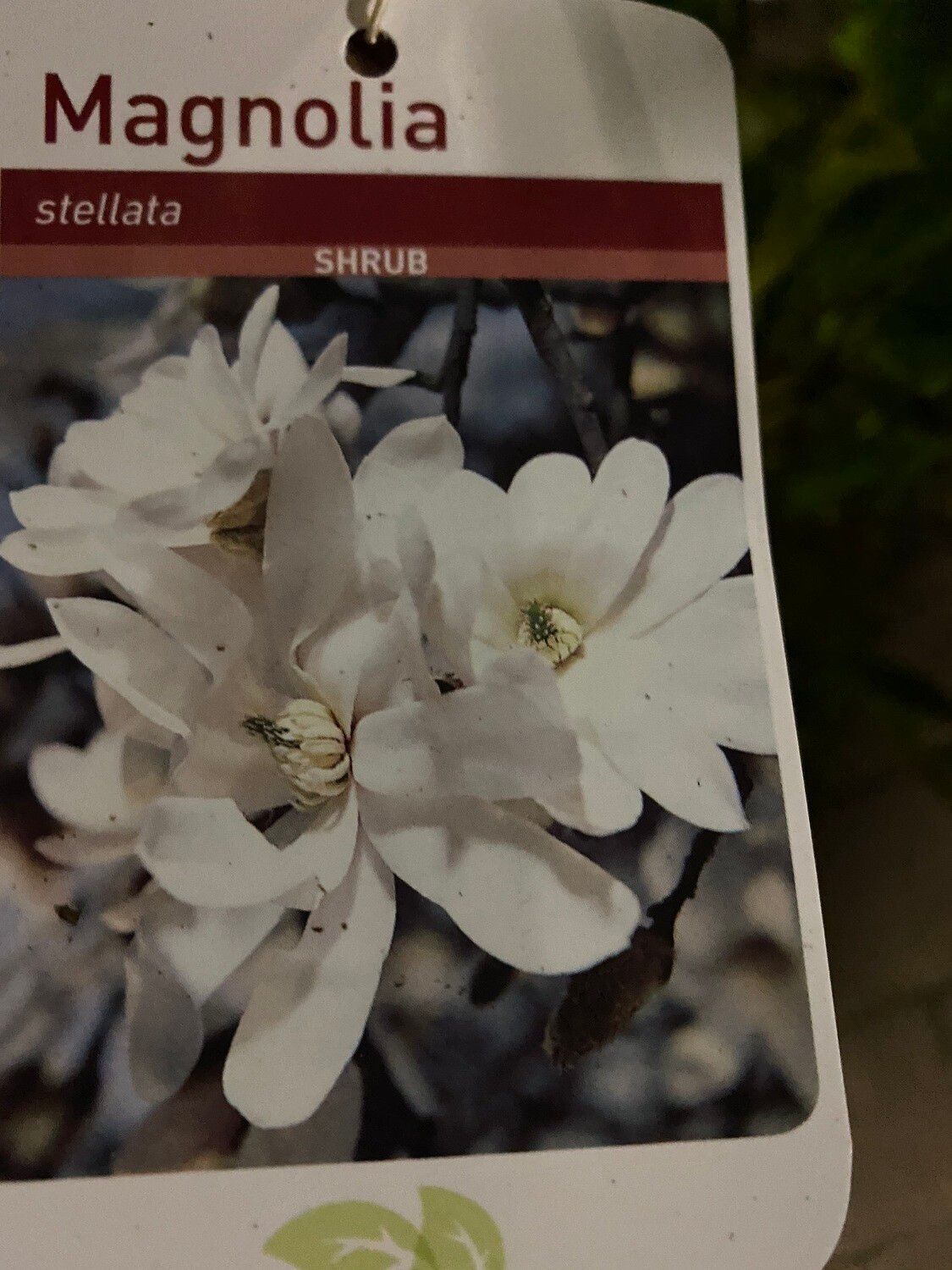 Magnolia - Stellata - Star Magnolia
